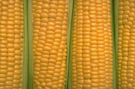 picture of corn