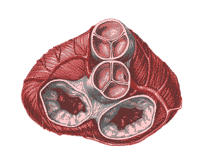 aortic mitral valve